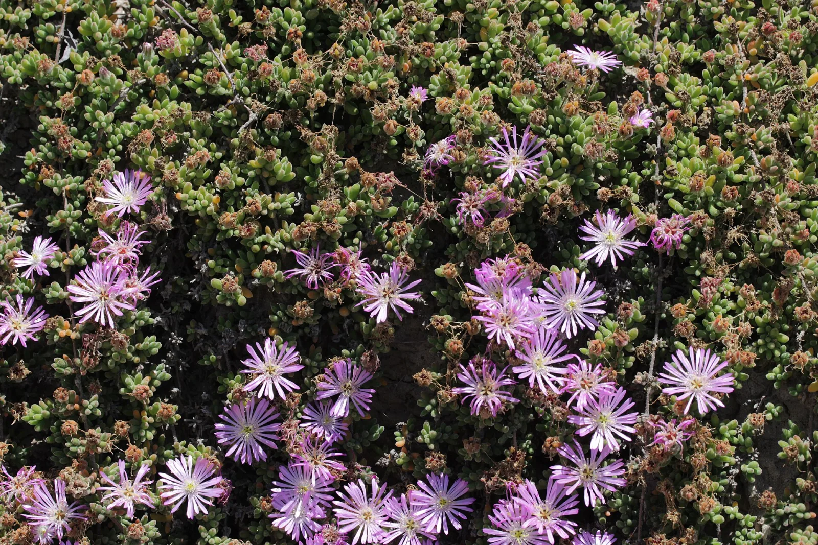 Drosanthemum floribundum
