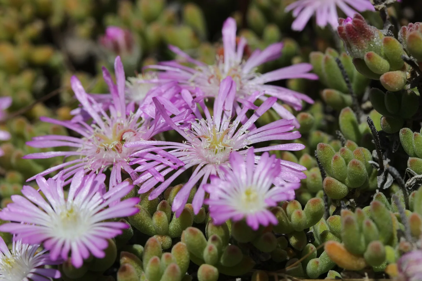Drosanthemum floribundum