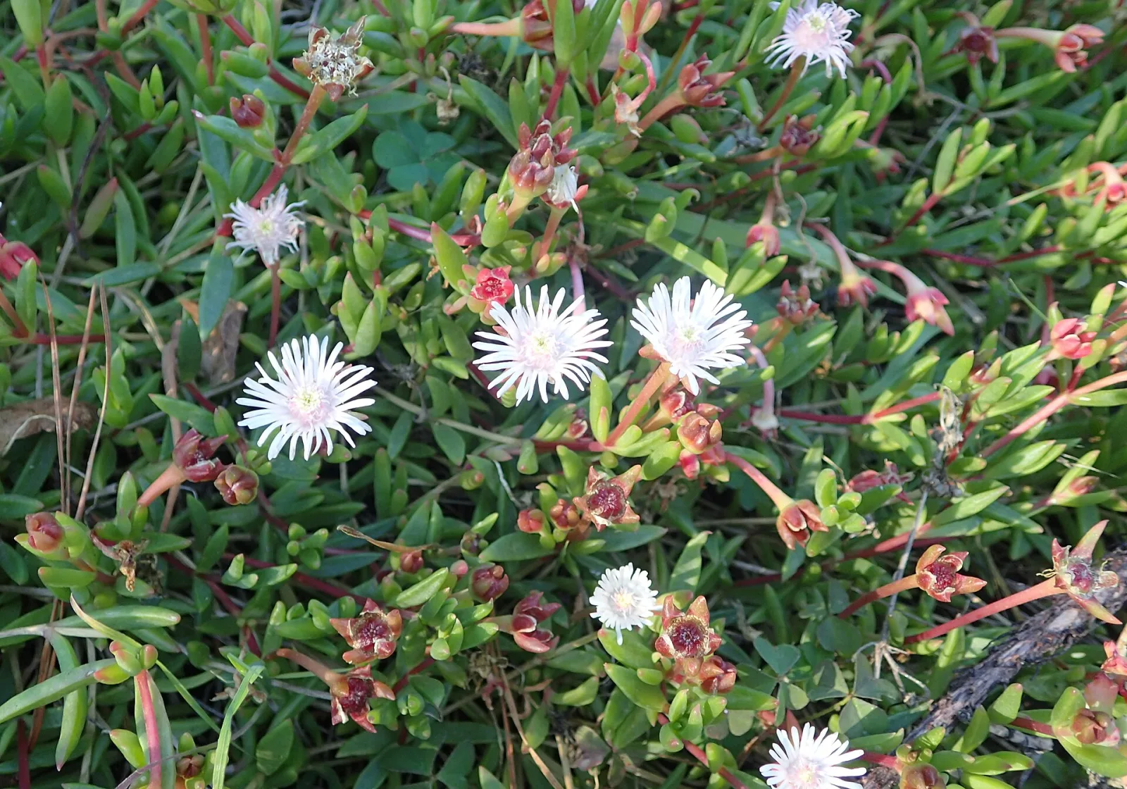 Drosanthemum micans