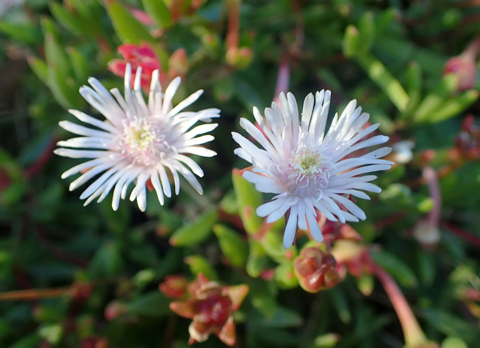 Drosanthemum micans