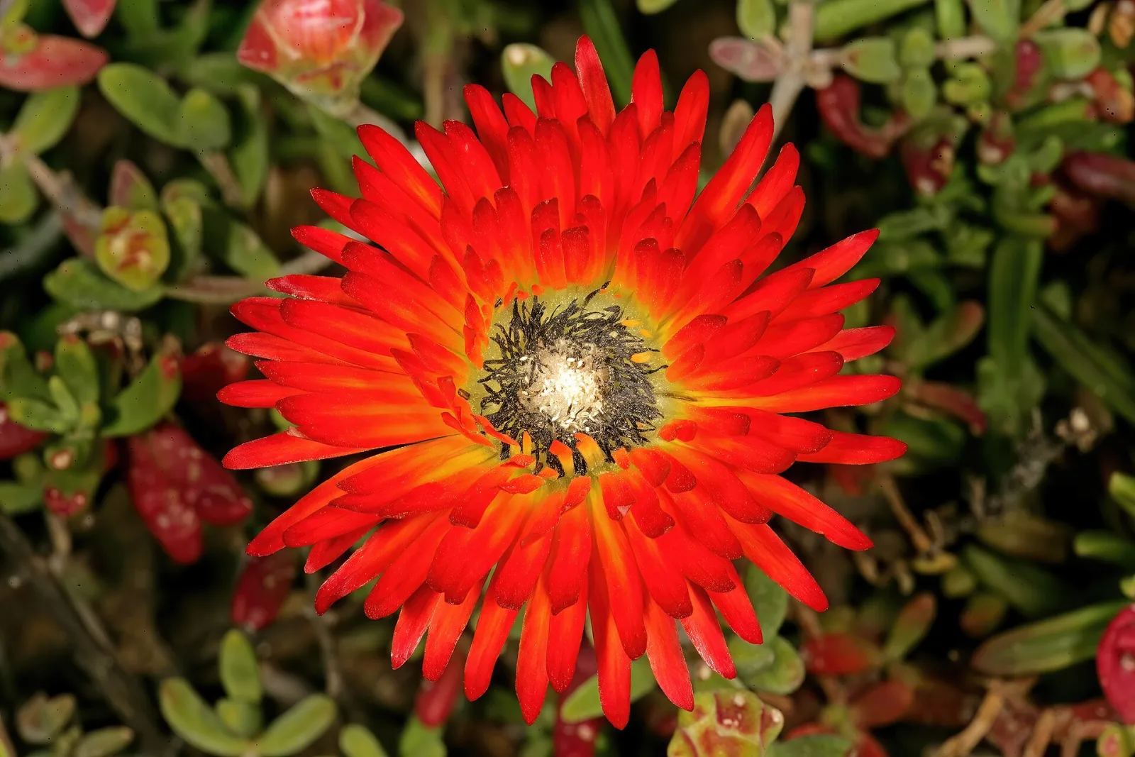 Drosanthemum speciosum