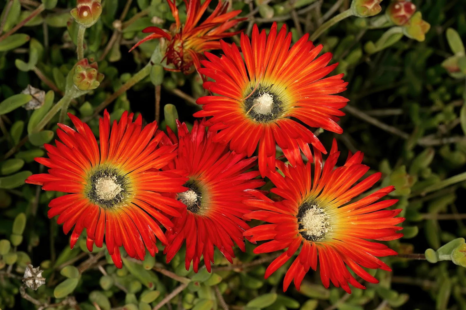 Drosanthemum speciosum