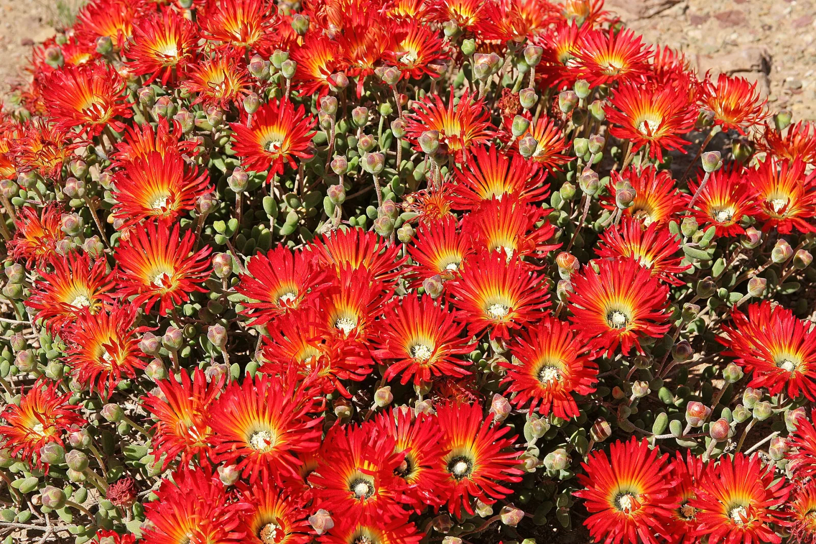 Drosanthemum speciosum