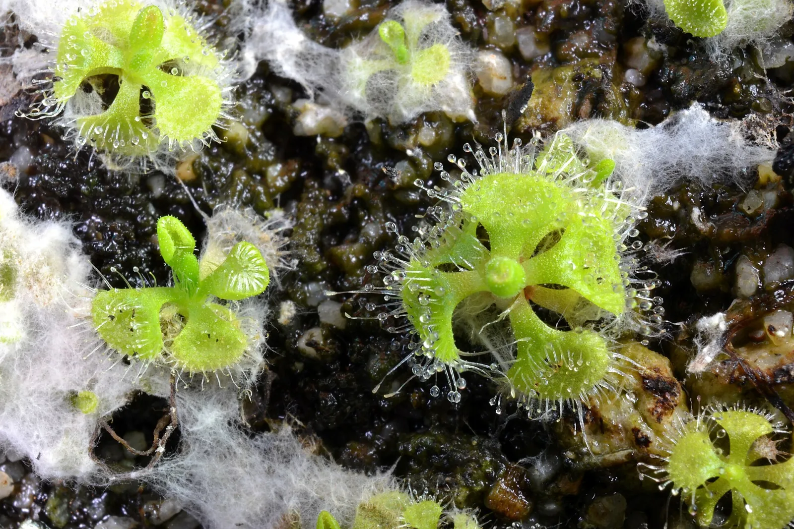 Drosera burmanni