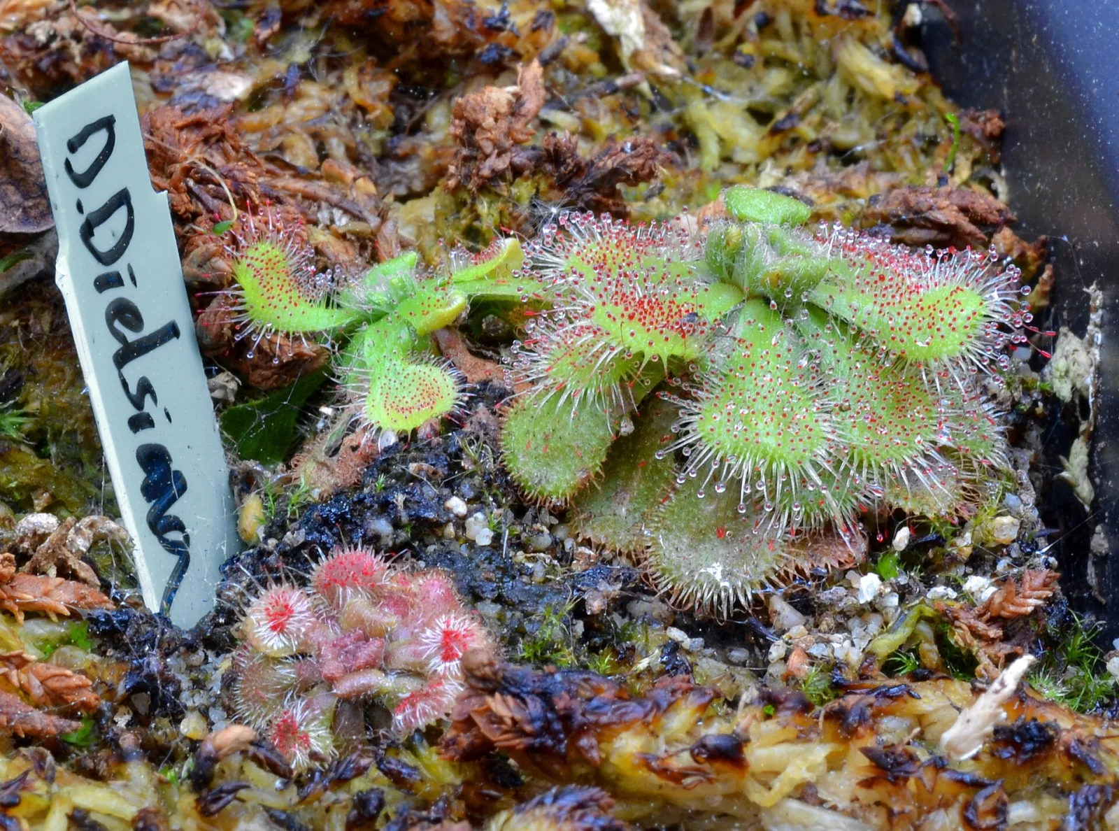 Drosera dielsiana