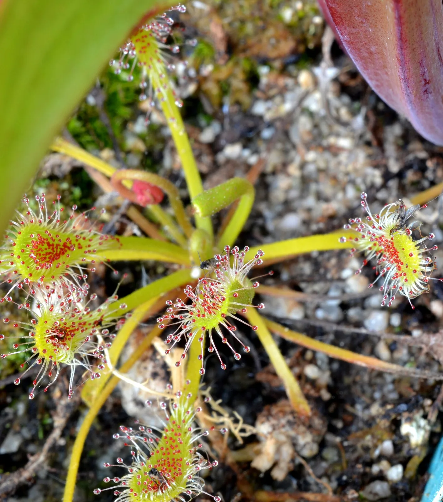 Drosera nidiformis