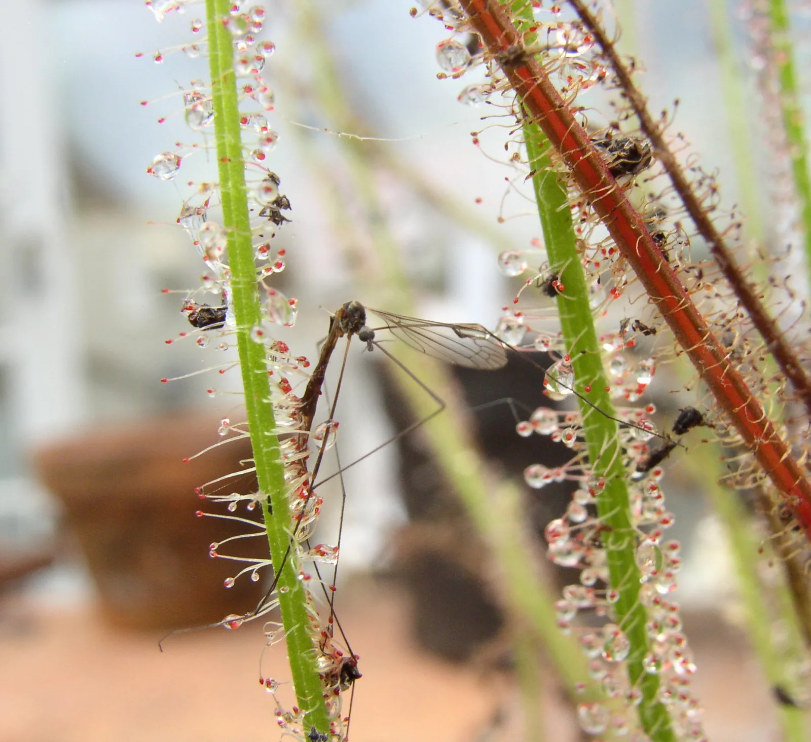 Drosera filiformis