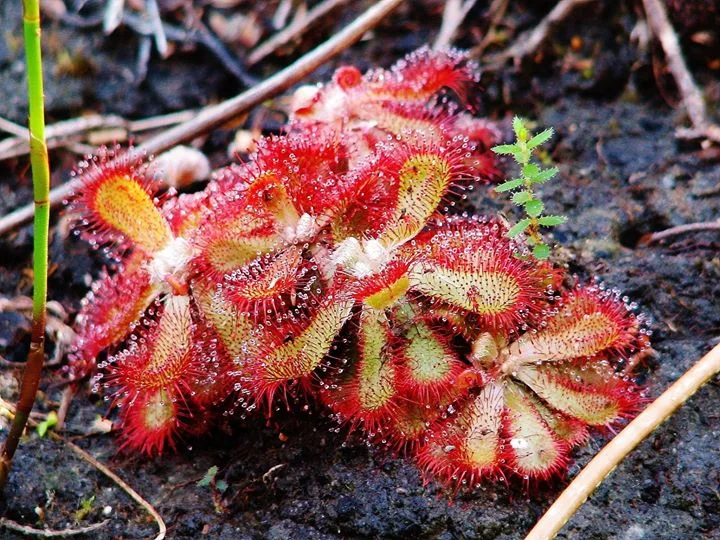 Drosera aliciae