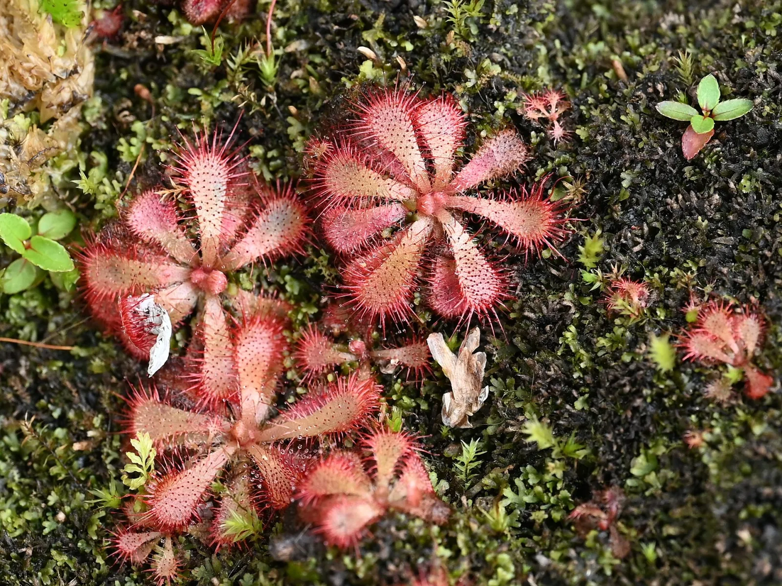Drosera aliciae