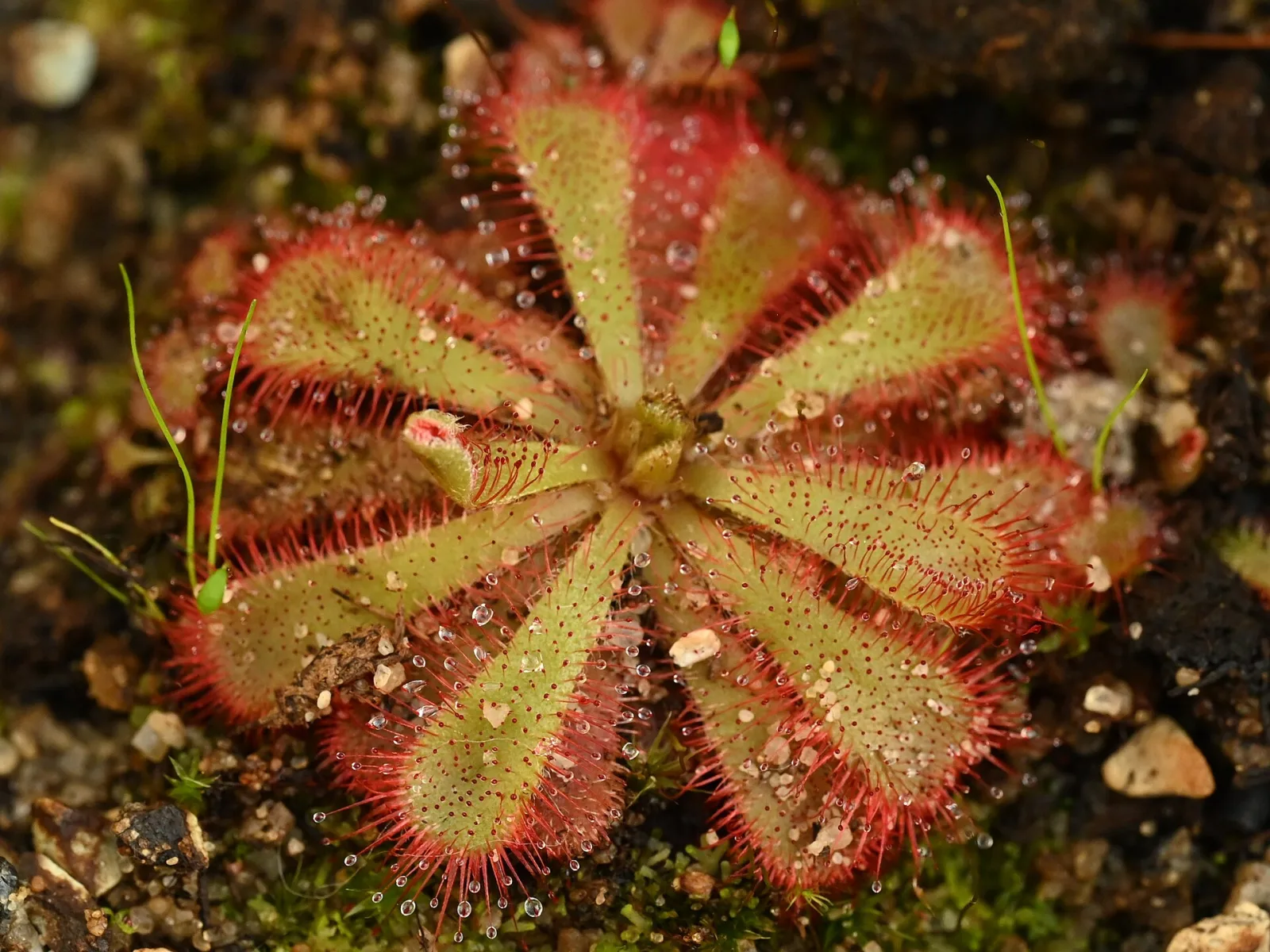Drosera aliciae