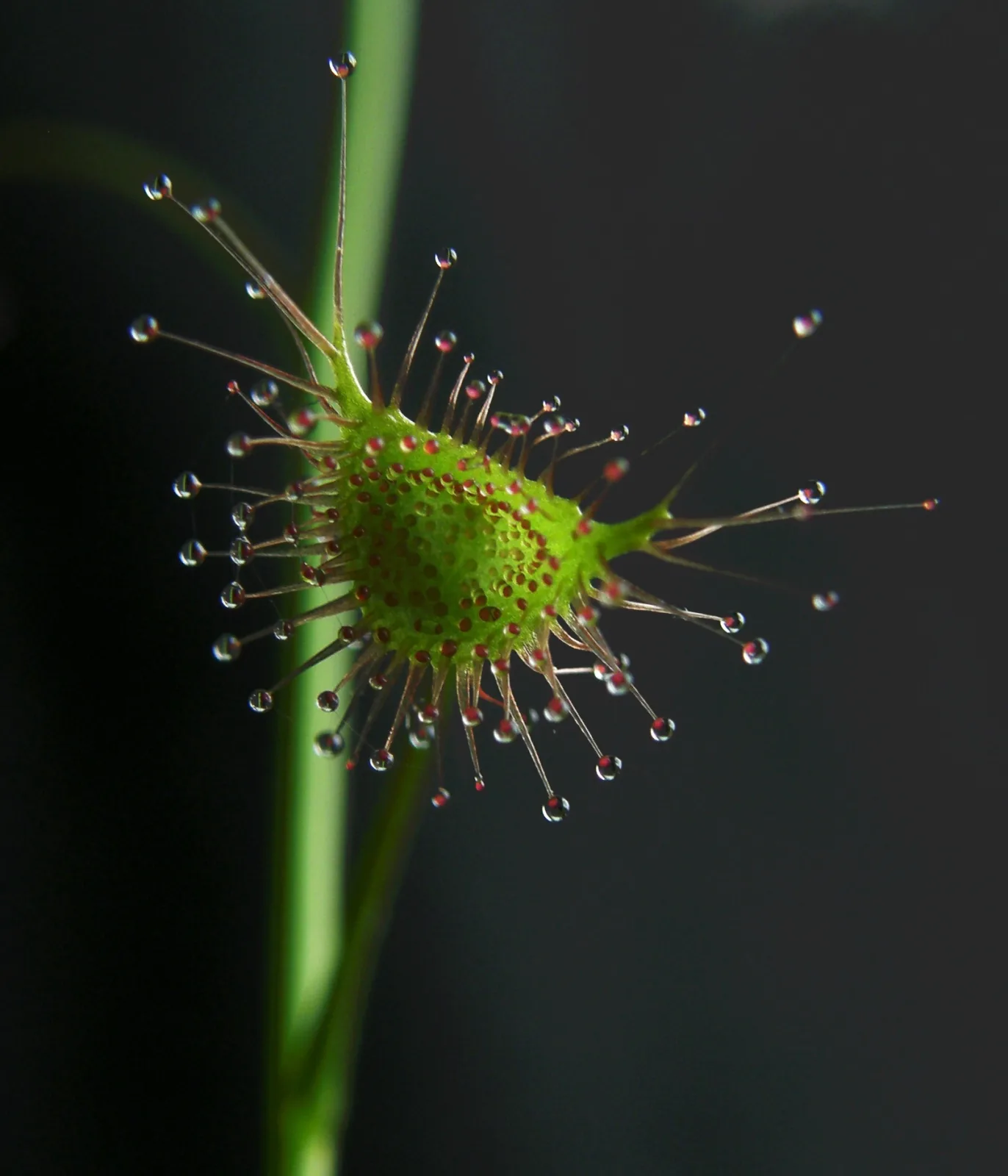 Drosera auriculata
