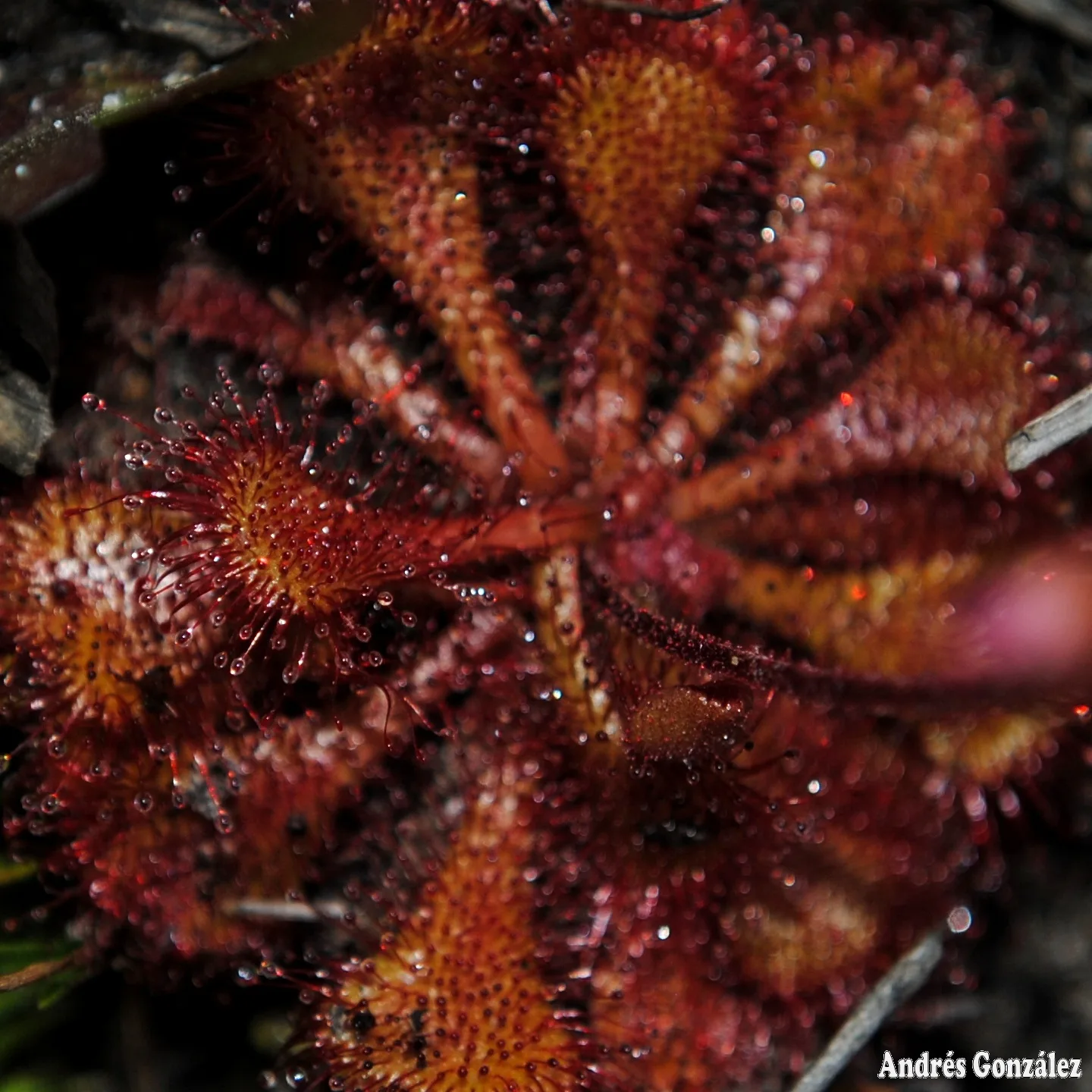 Drosera brevifolia