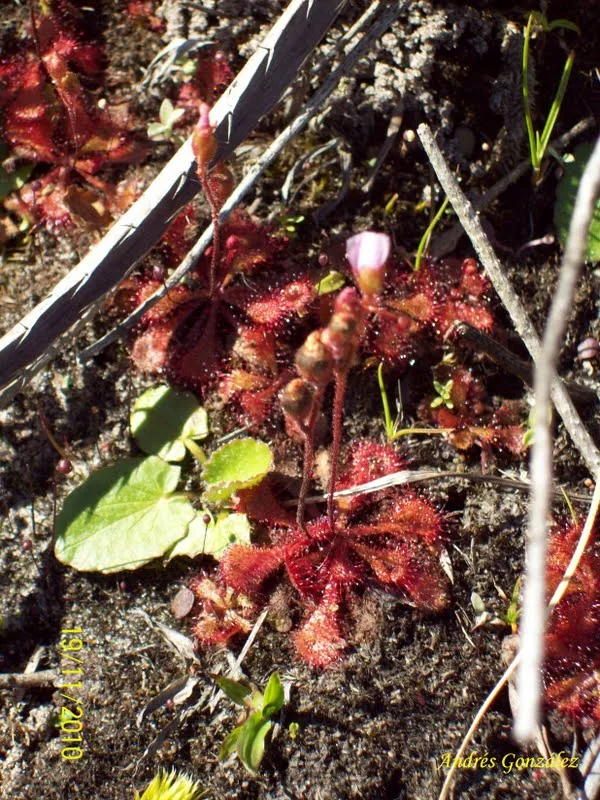 Drosera brevifolia