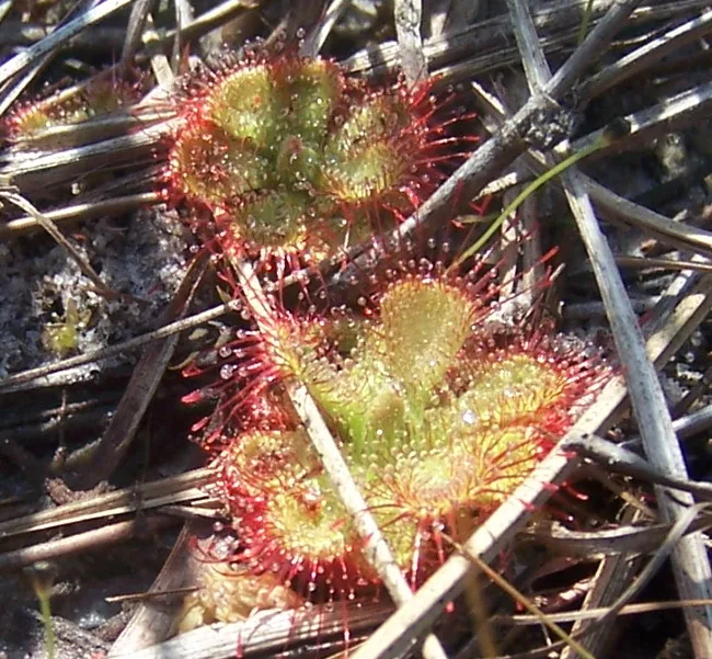 Drosera burmanni