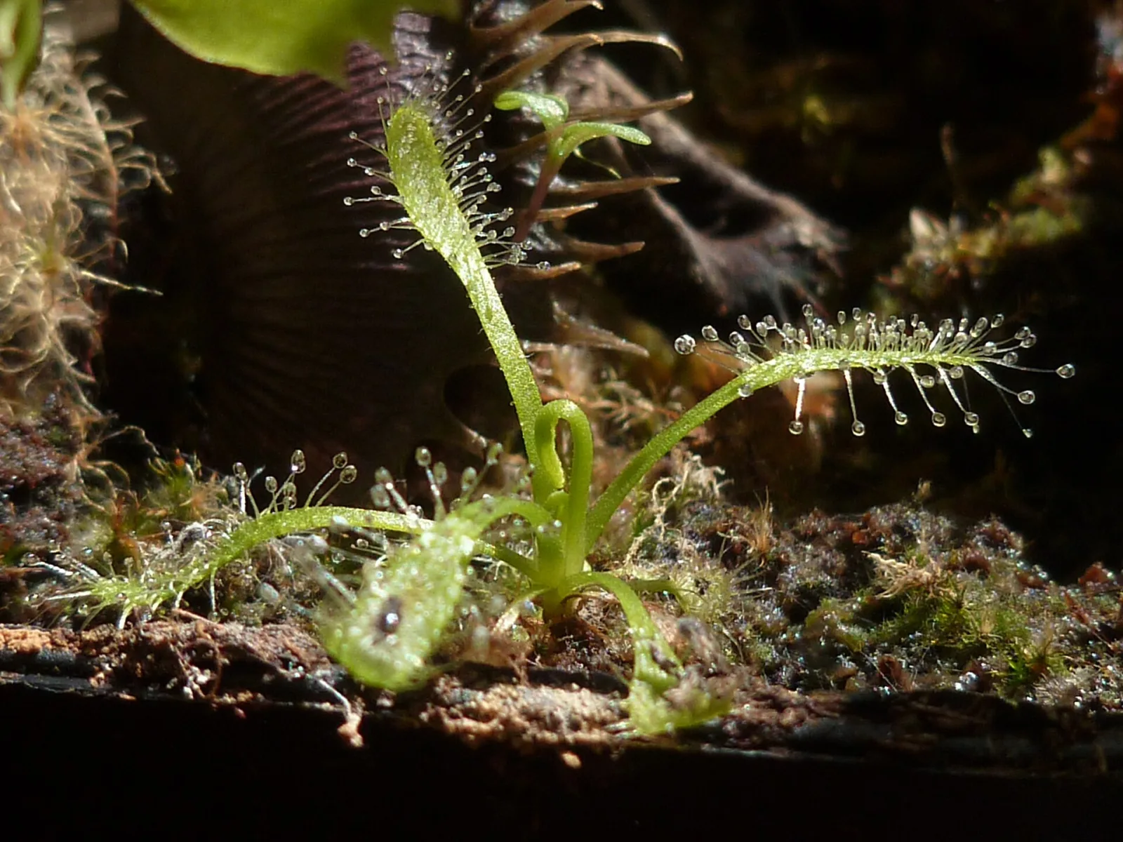 Drosera capensis alba