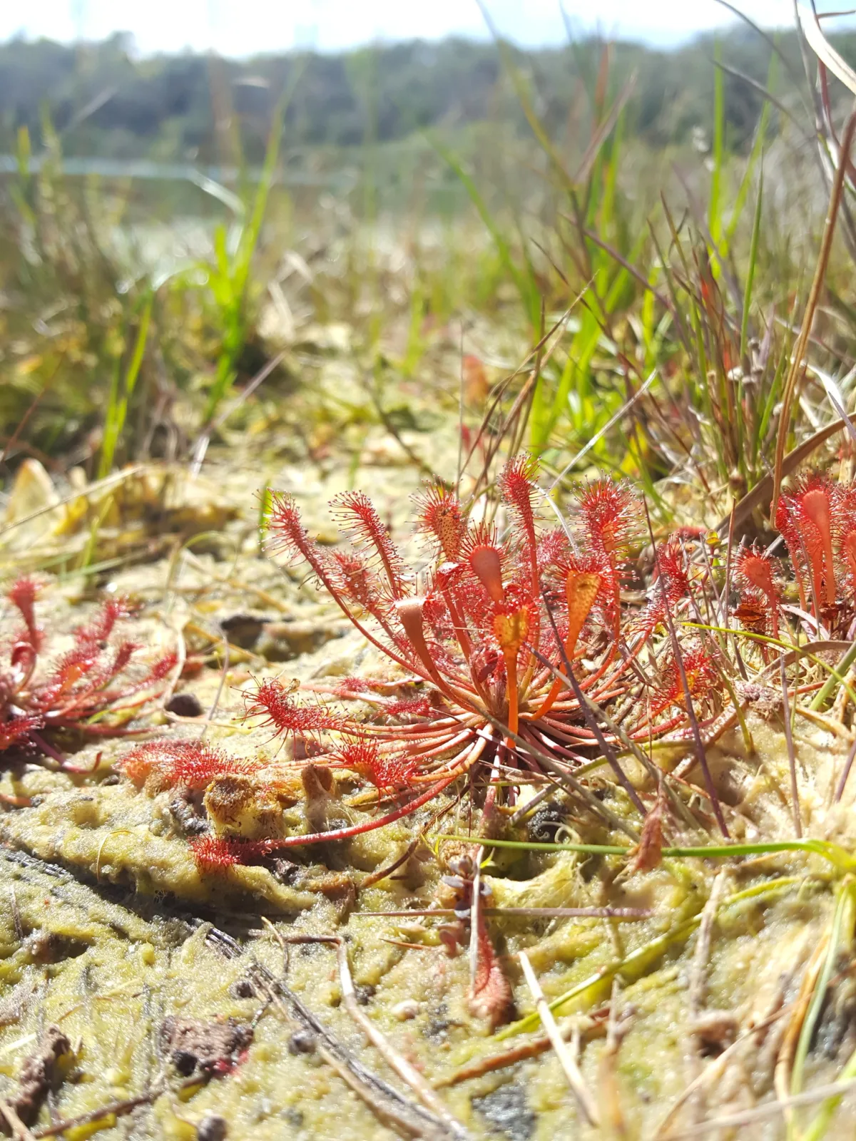 Drosera capillaris