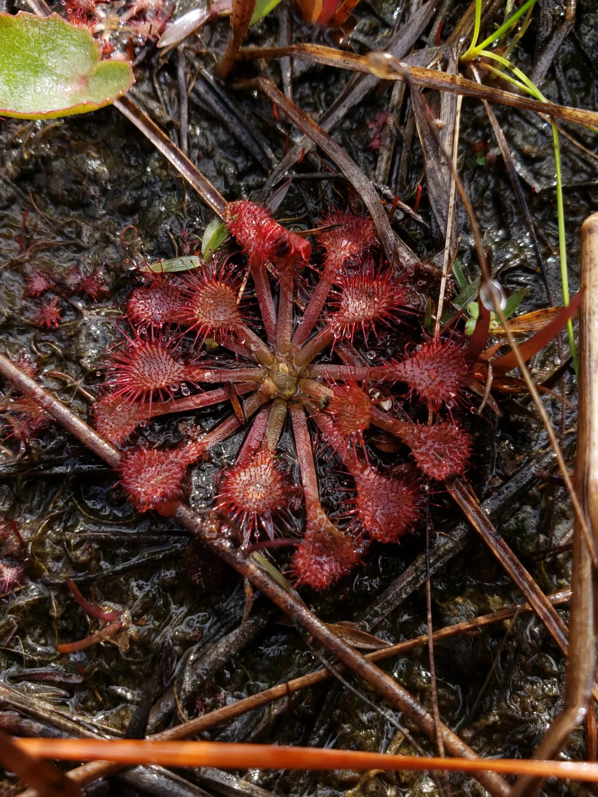 Drosera capillaris