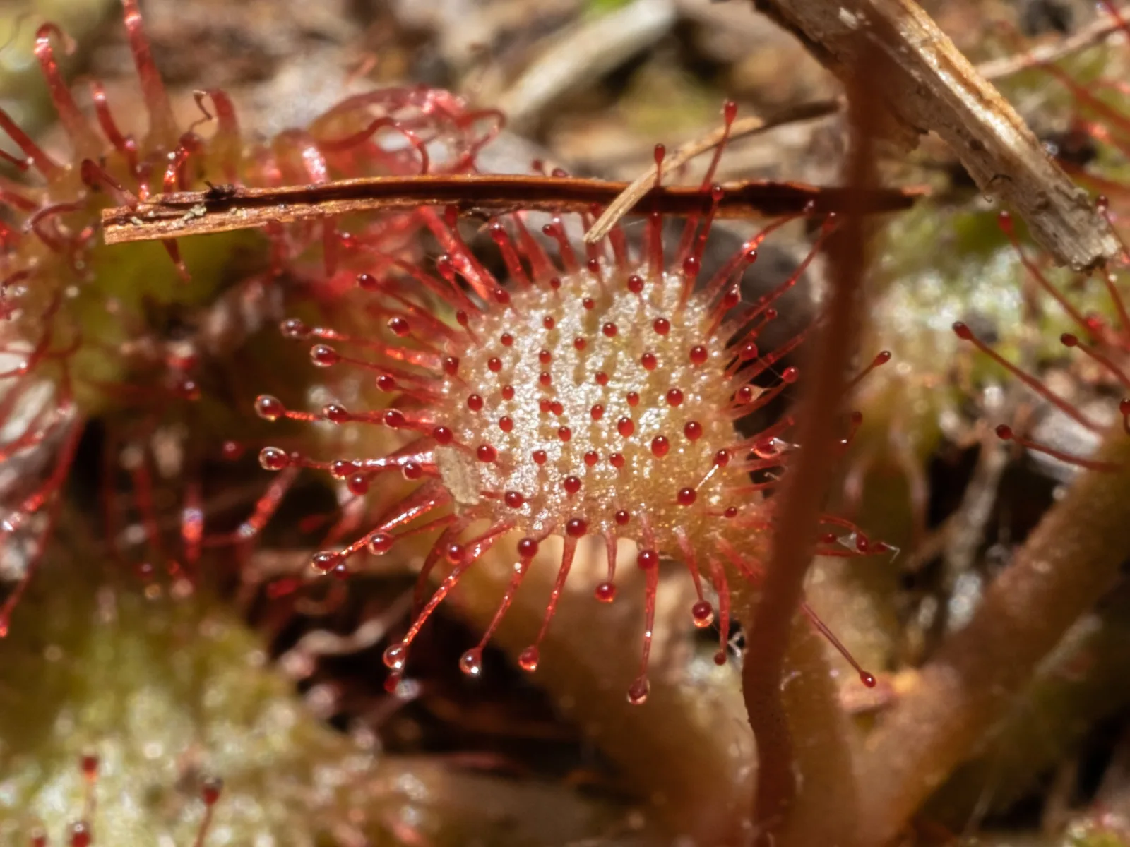 Drosera capillaris