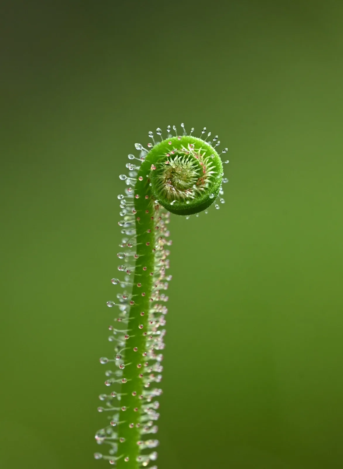 Drosera tracyi