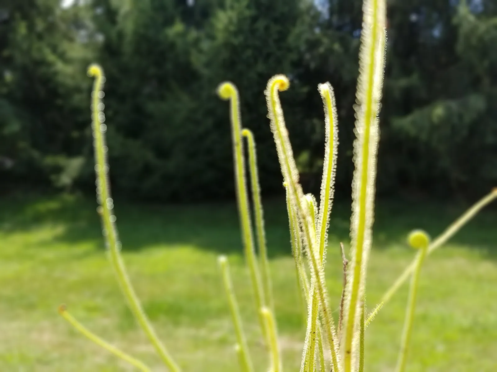 Drosera tracyi