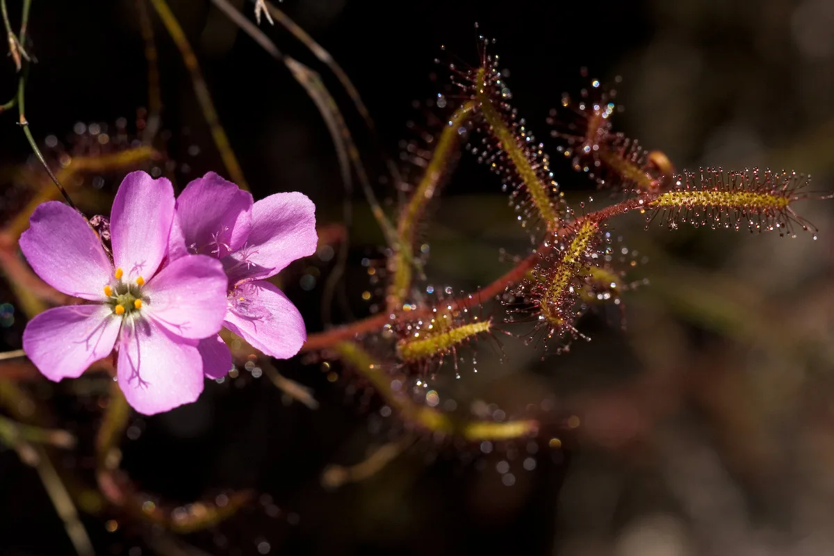 Drosera hilaris