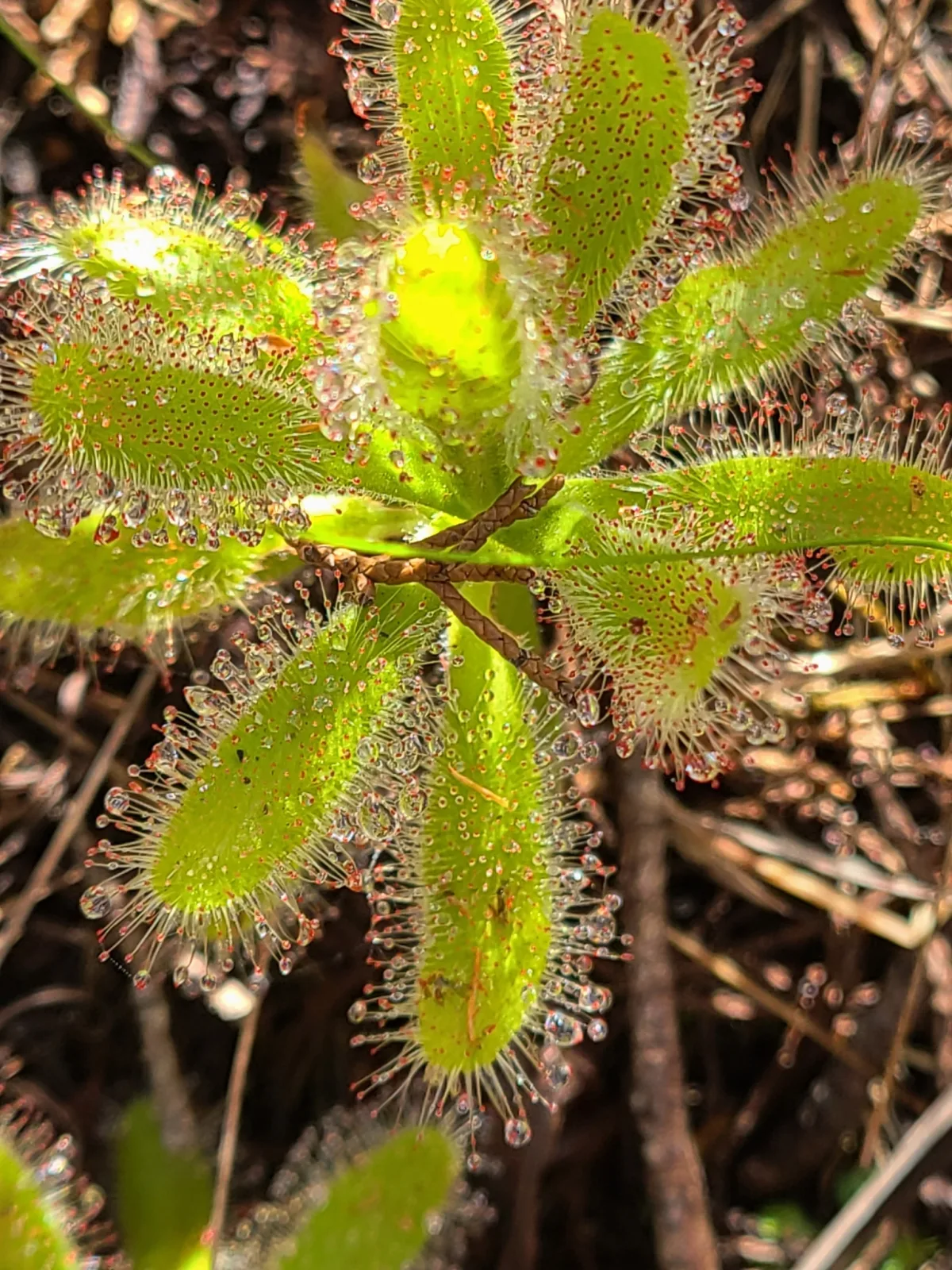 Drosera hilaris