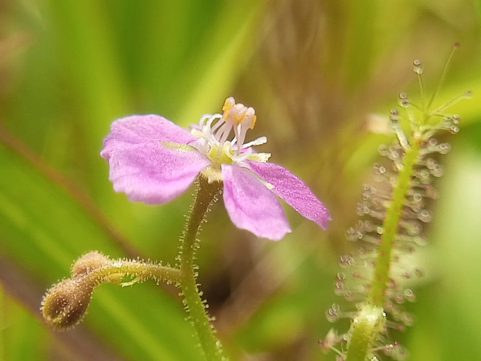 Drosera indica
