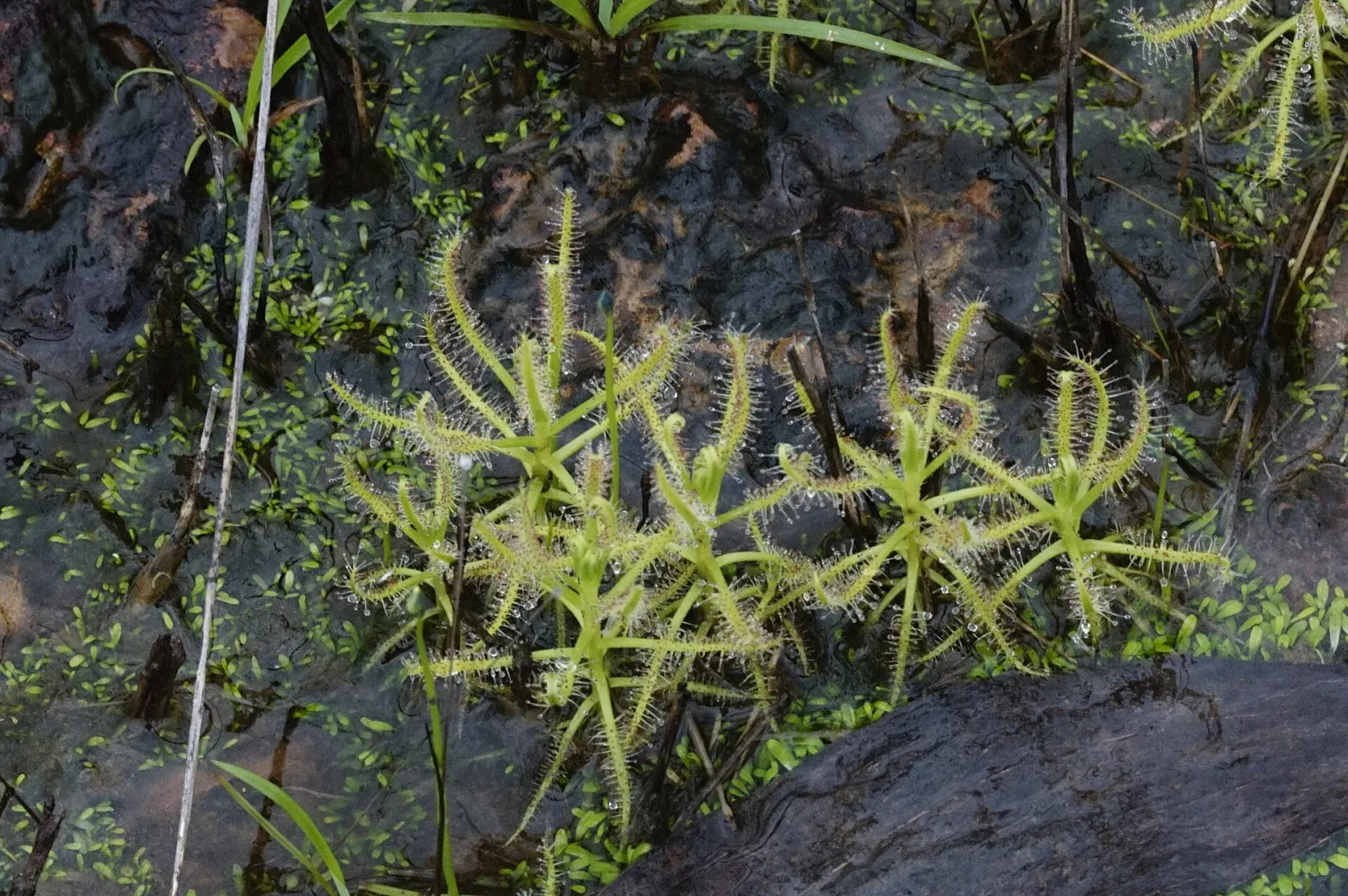 Drosera indica