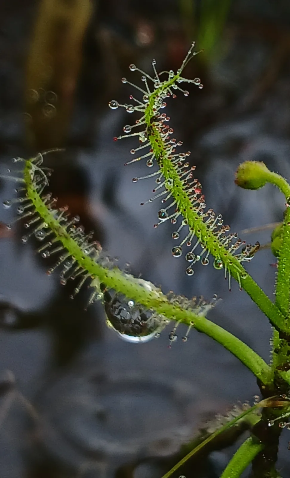 Drosera indica