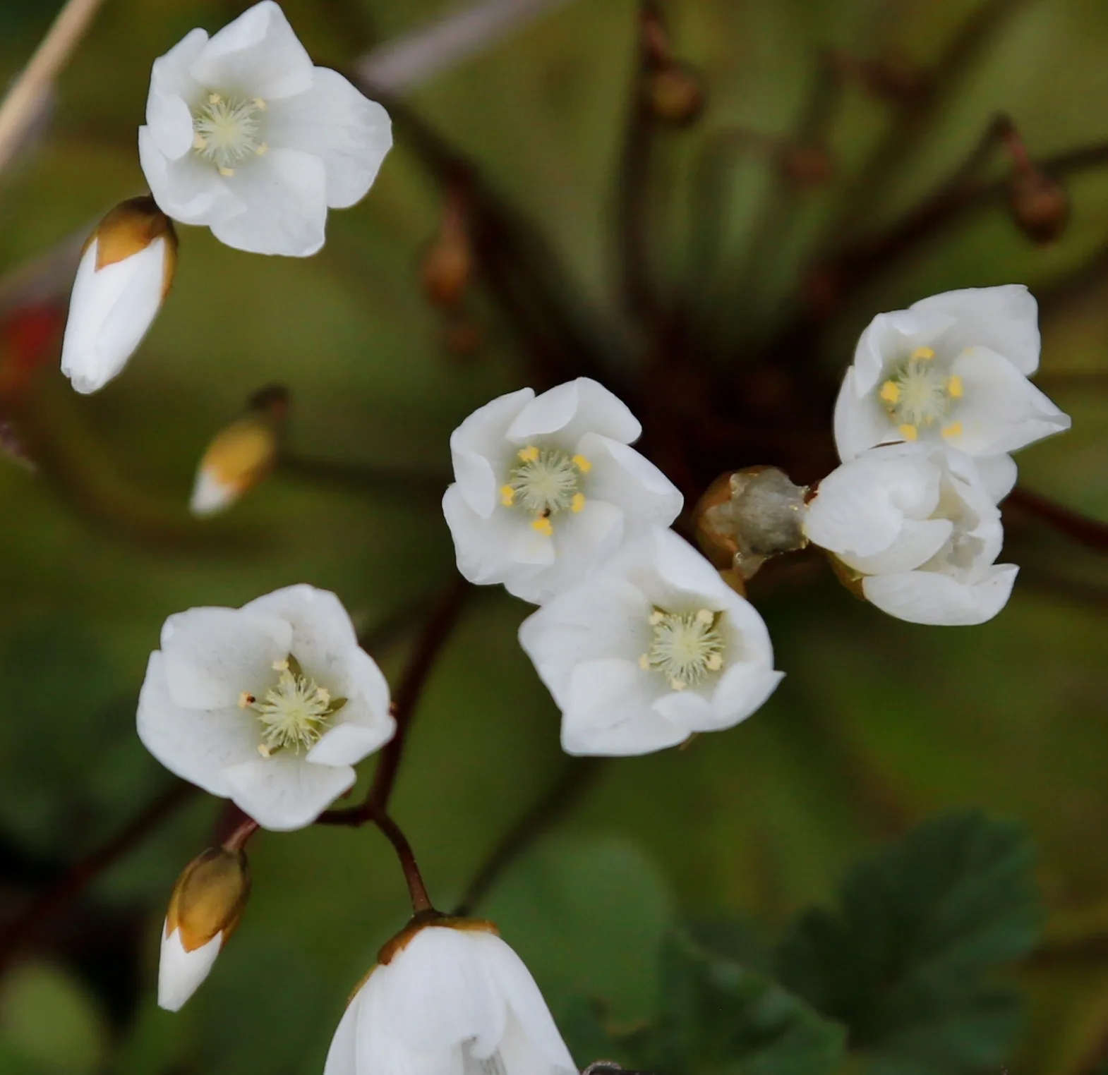 Drosera macrophylla