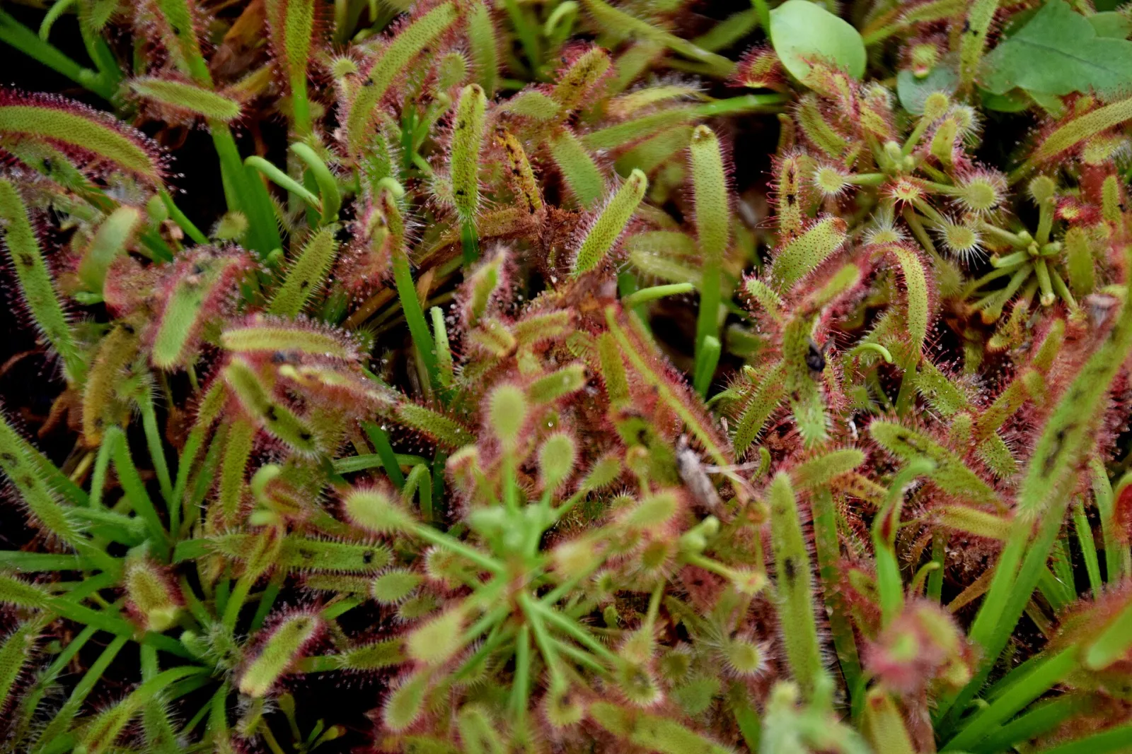 Drosera madagascariensis
