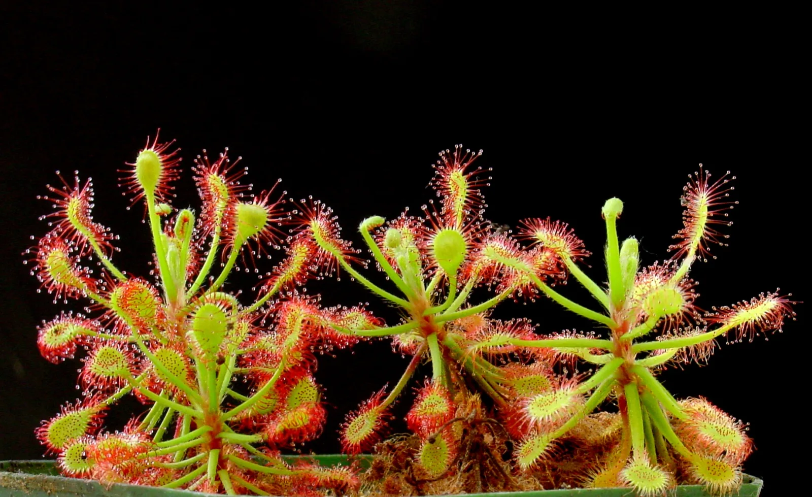 Drosera madagascariensis