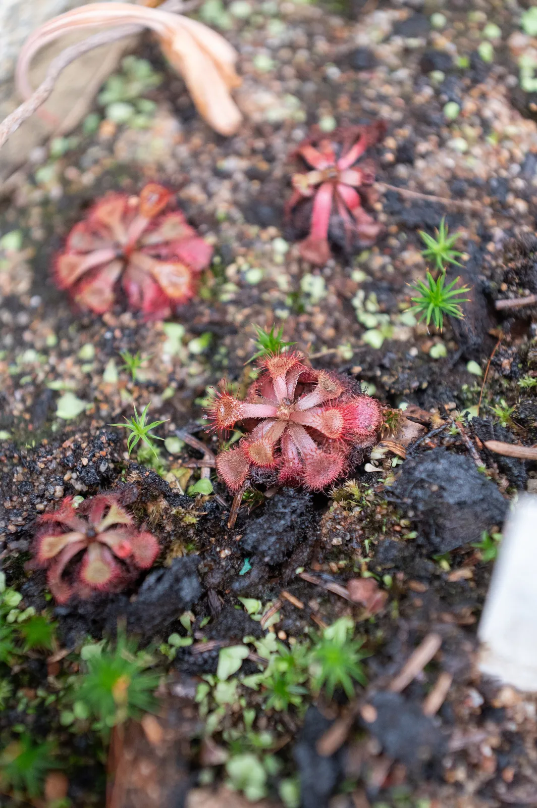 Drosera natalensis