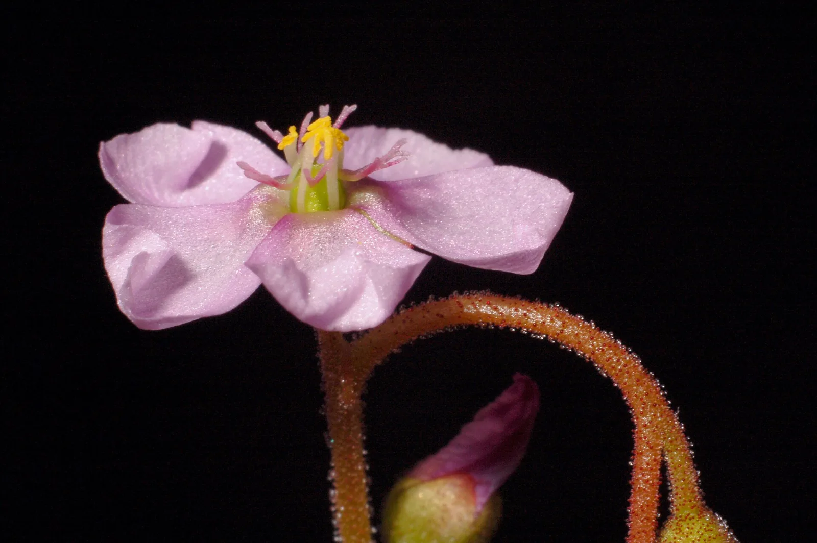 Drosera natalensis