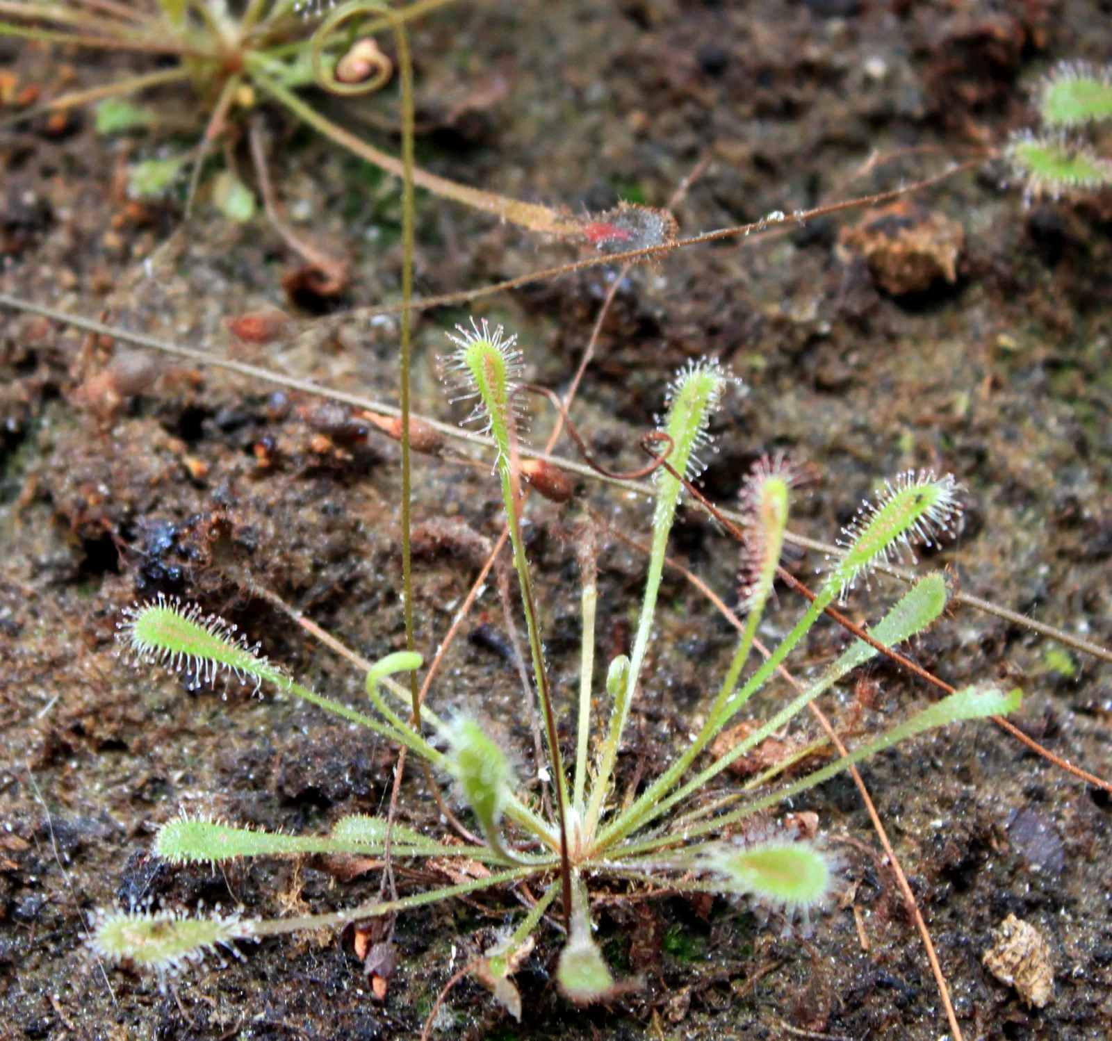 Drosera nidiformis