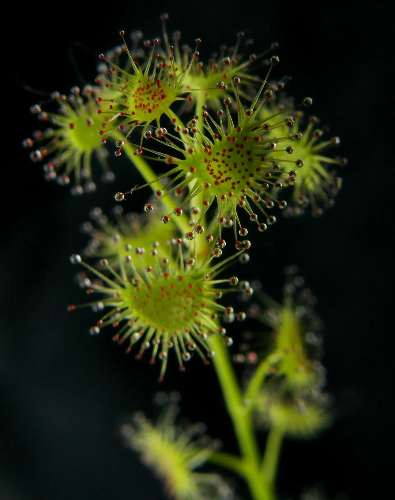 Drosera auriculata