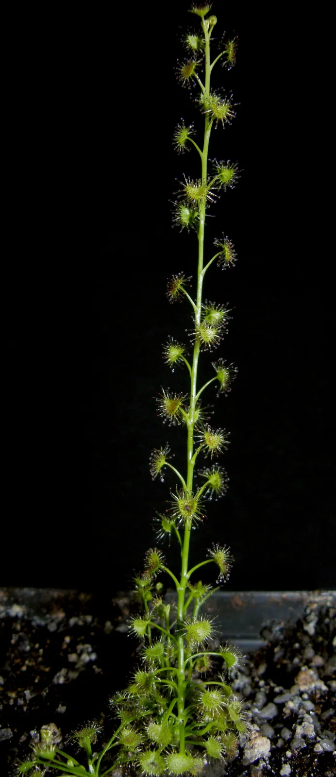 Drosera auriculata