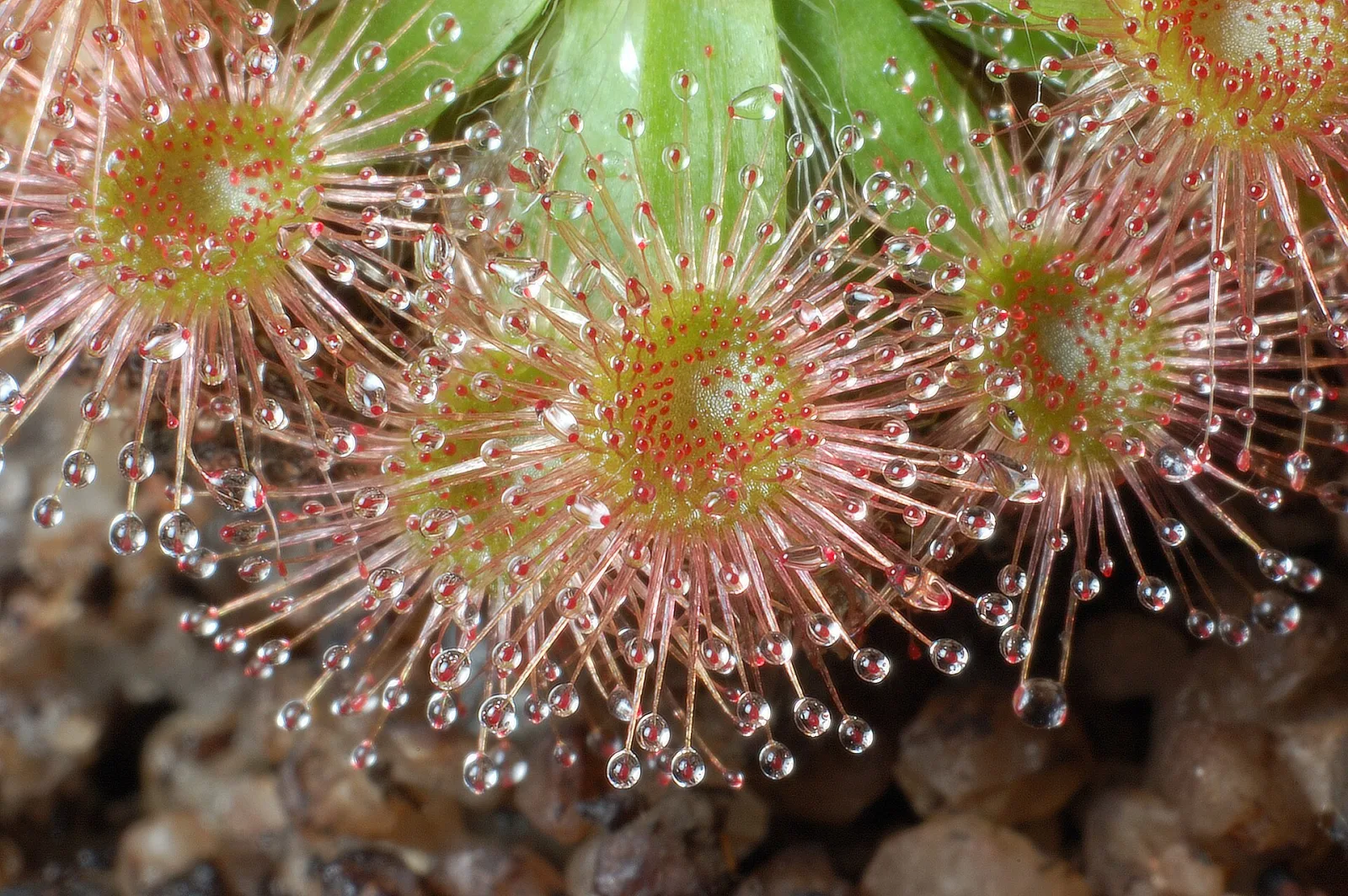 Drosera pulchella