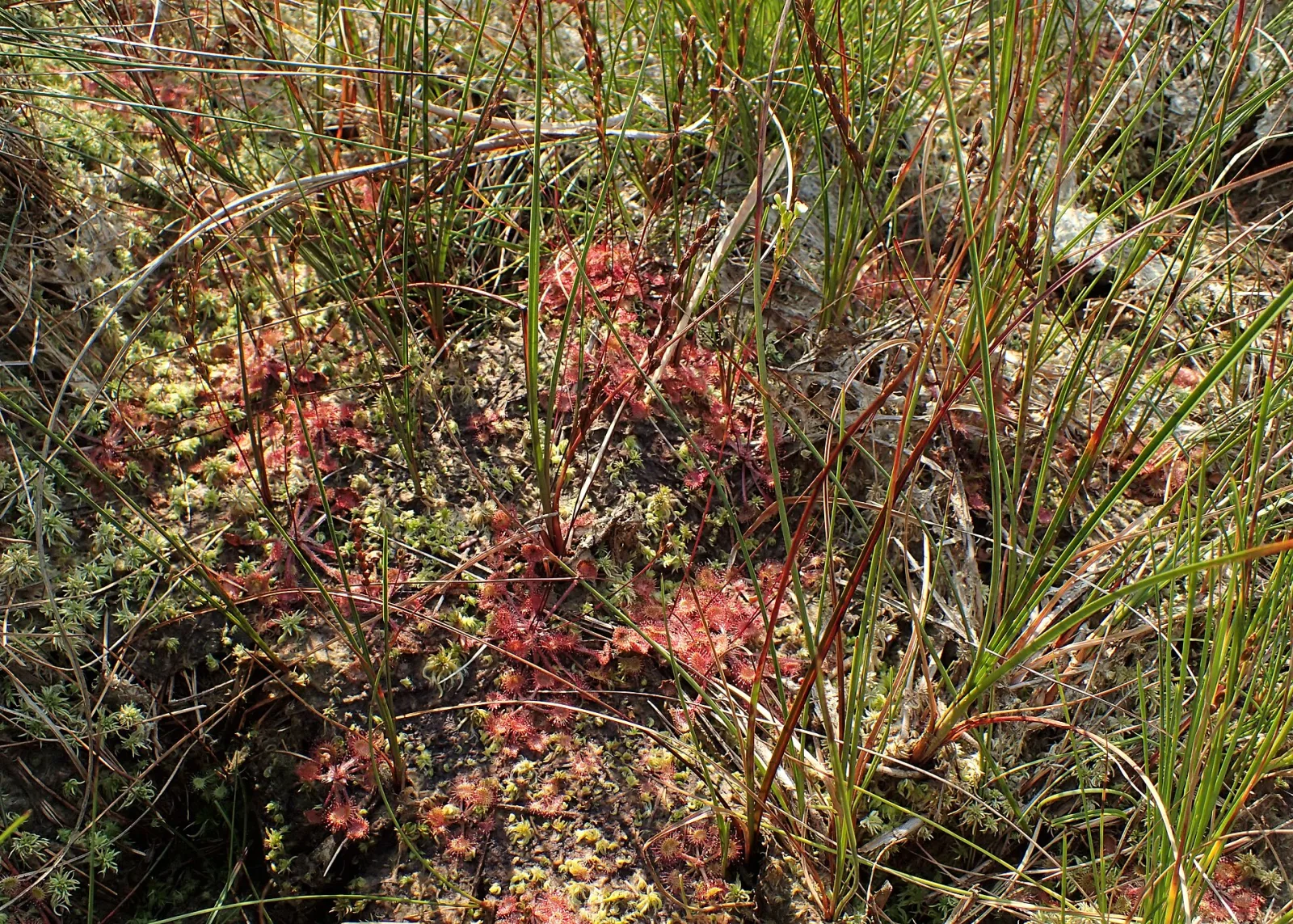 Drosera rotundifolia