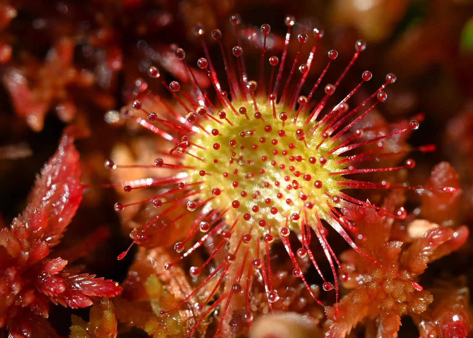 Drosera rotundifolia