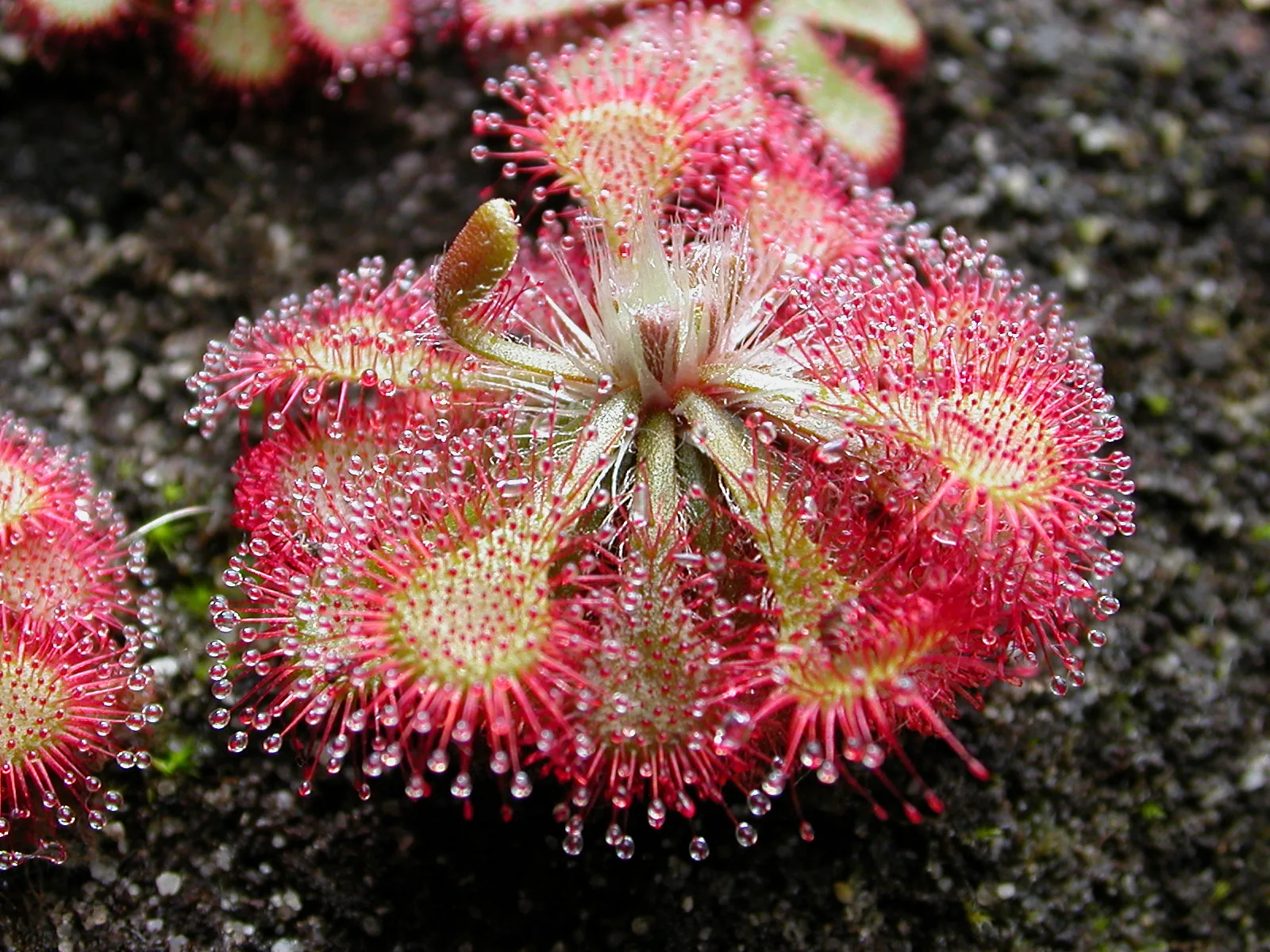Drosera spathulata