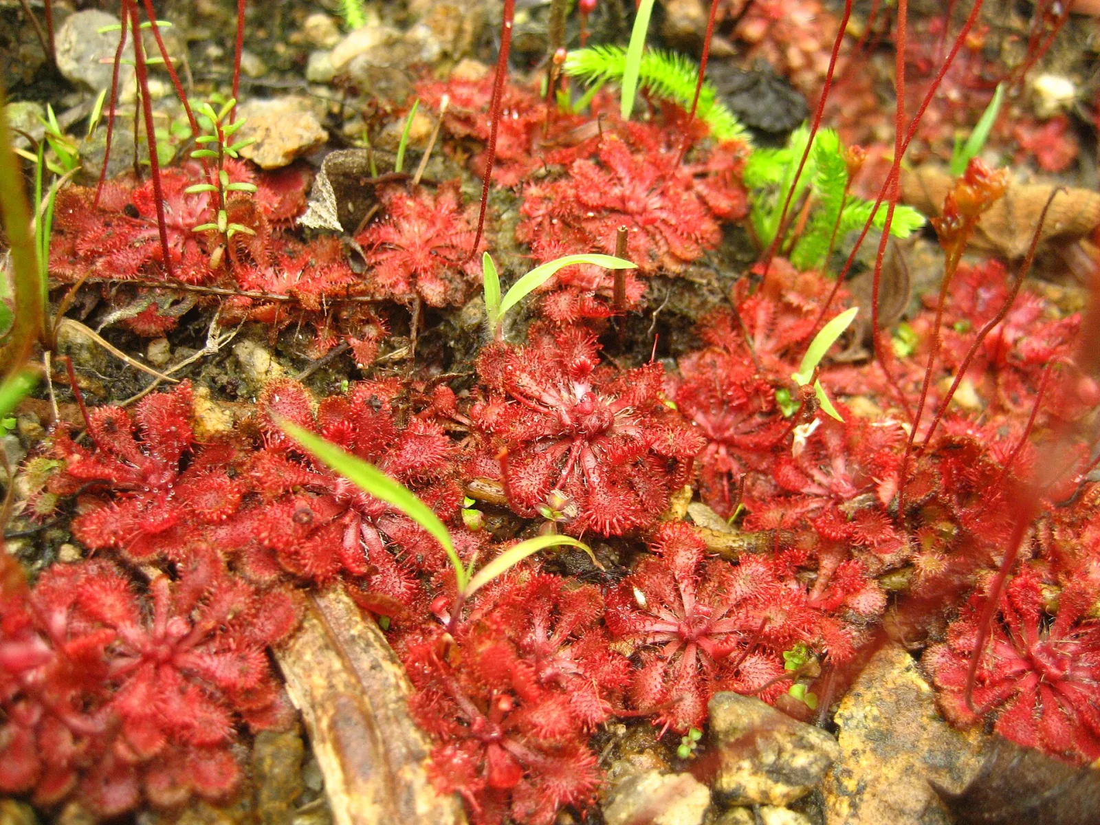 Drosera spathulata