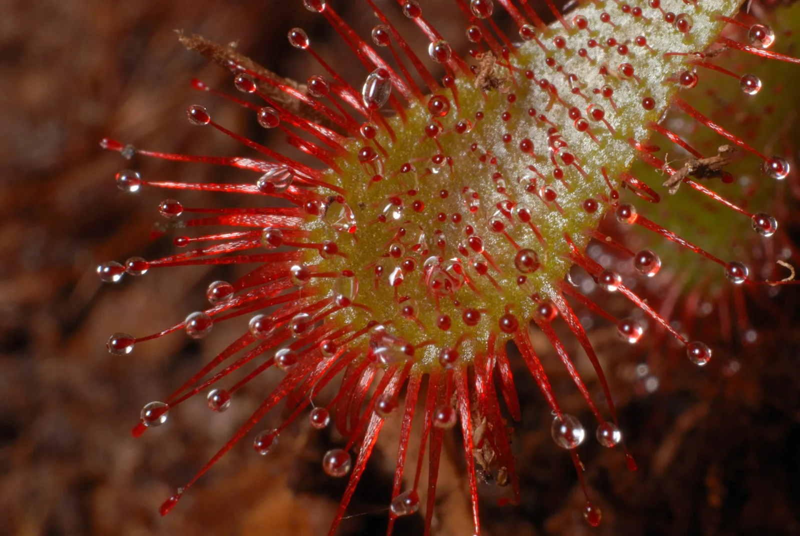 Drosera spathulata