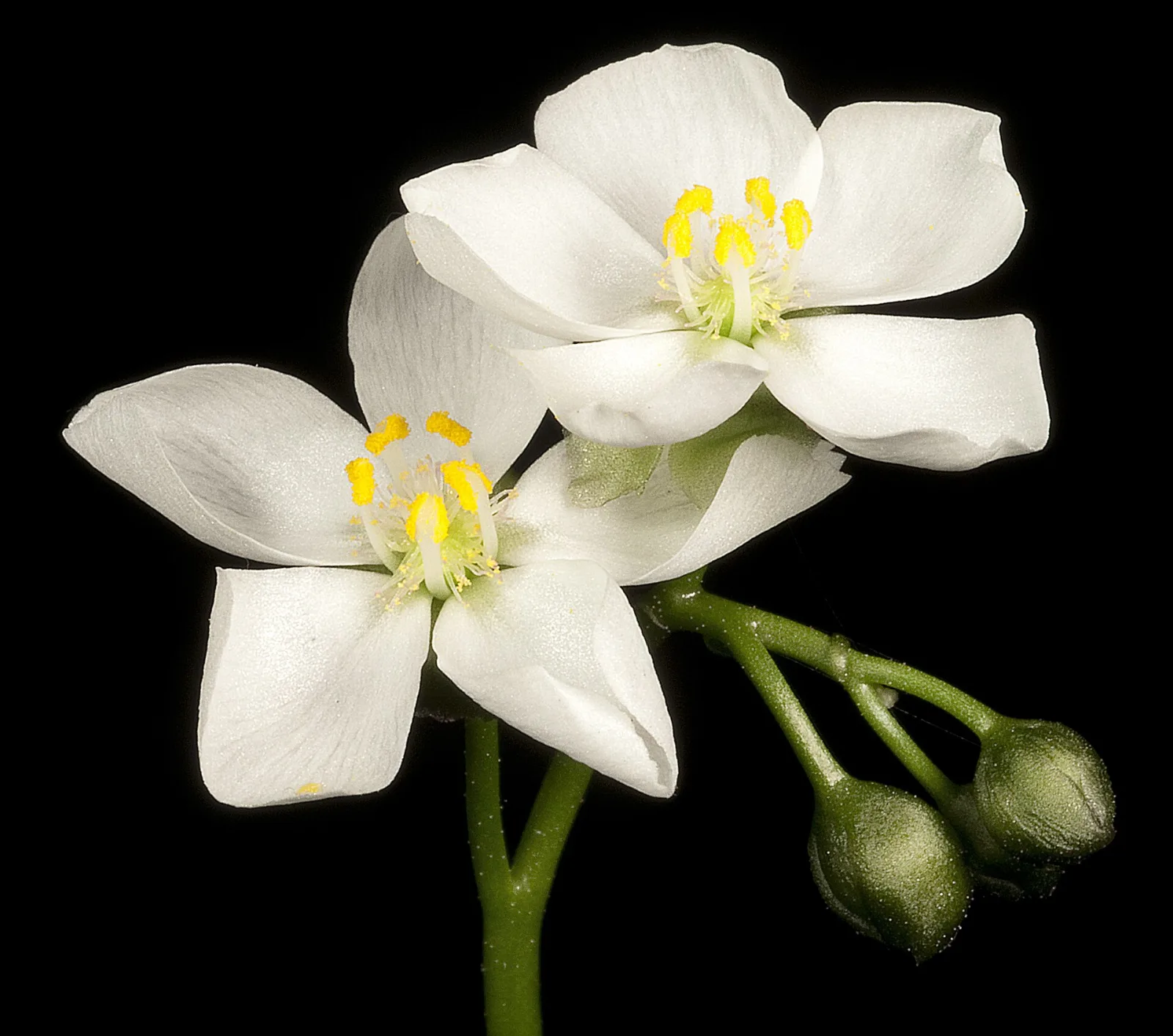 Drosera stolonifera