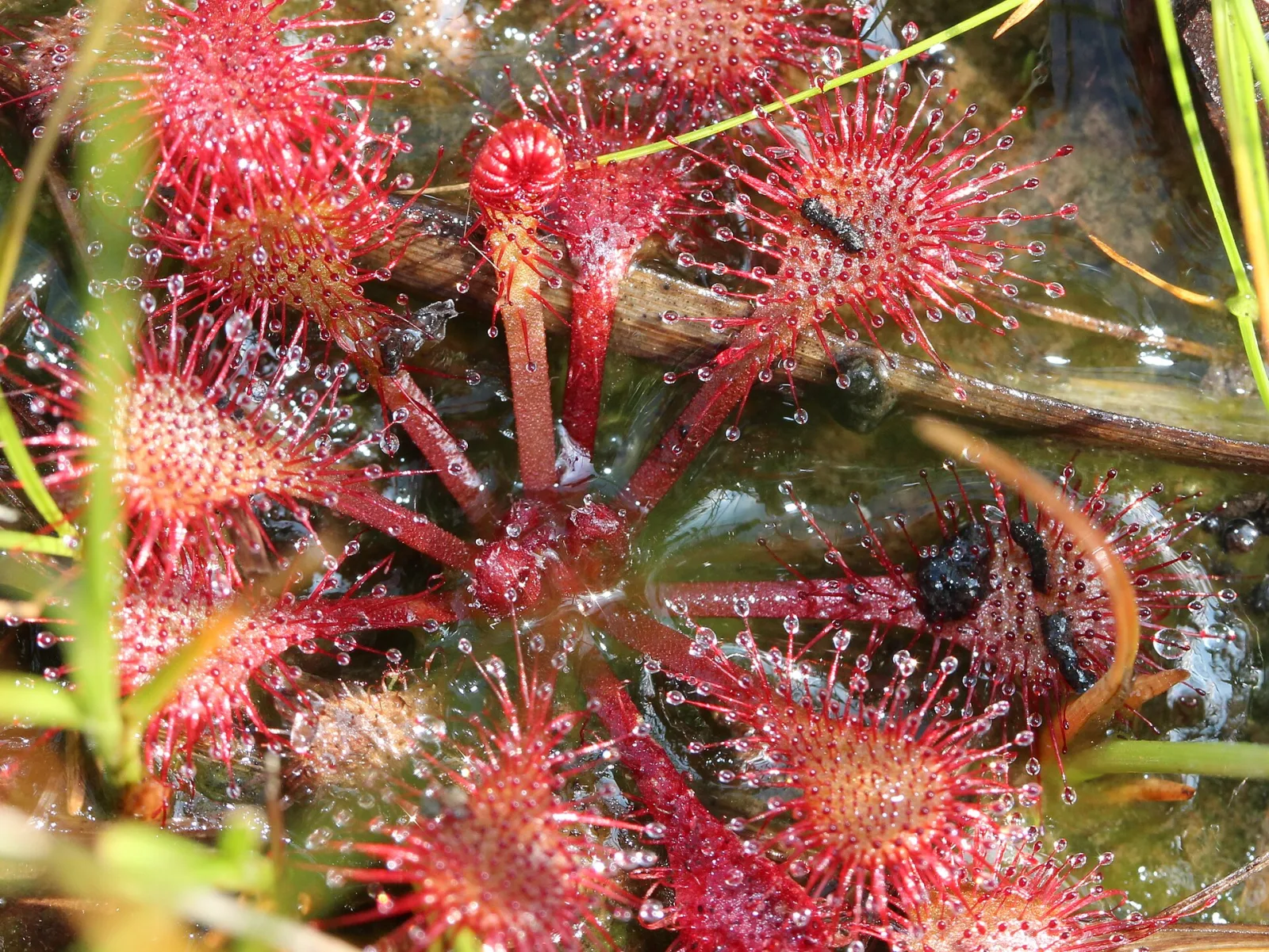 Drosera tokaiensis