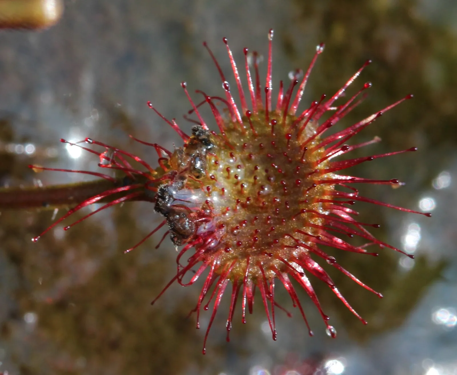 Drosera tokaiensis