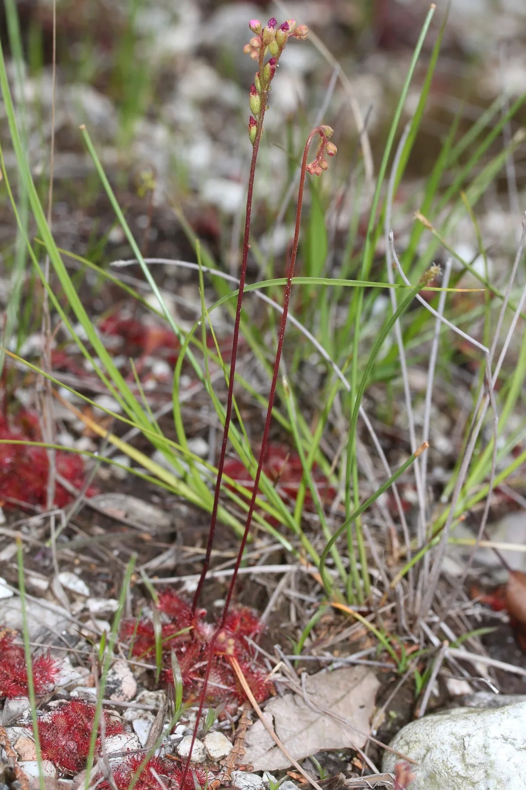 Drosera tokaiensis