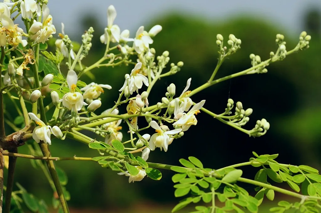 Moringa pterygosperma