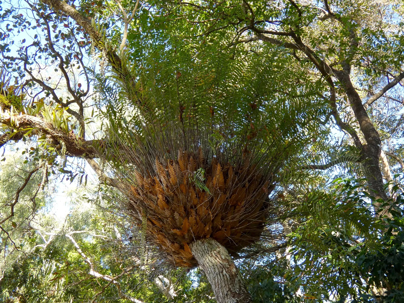 Drynaria rigidula