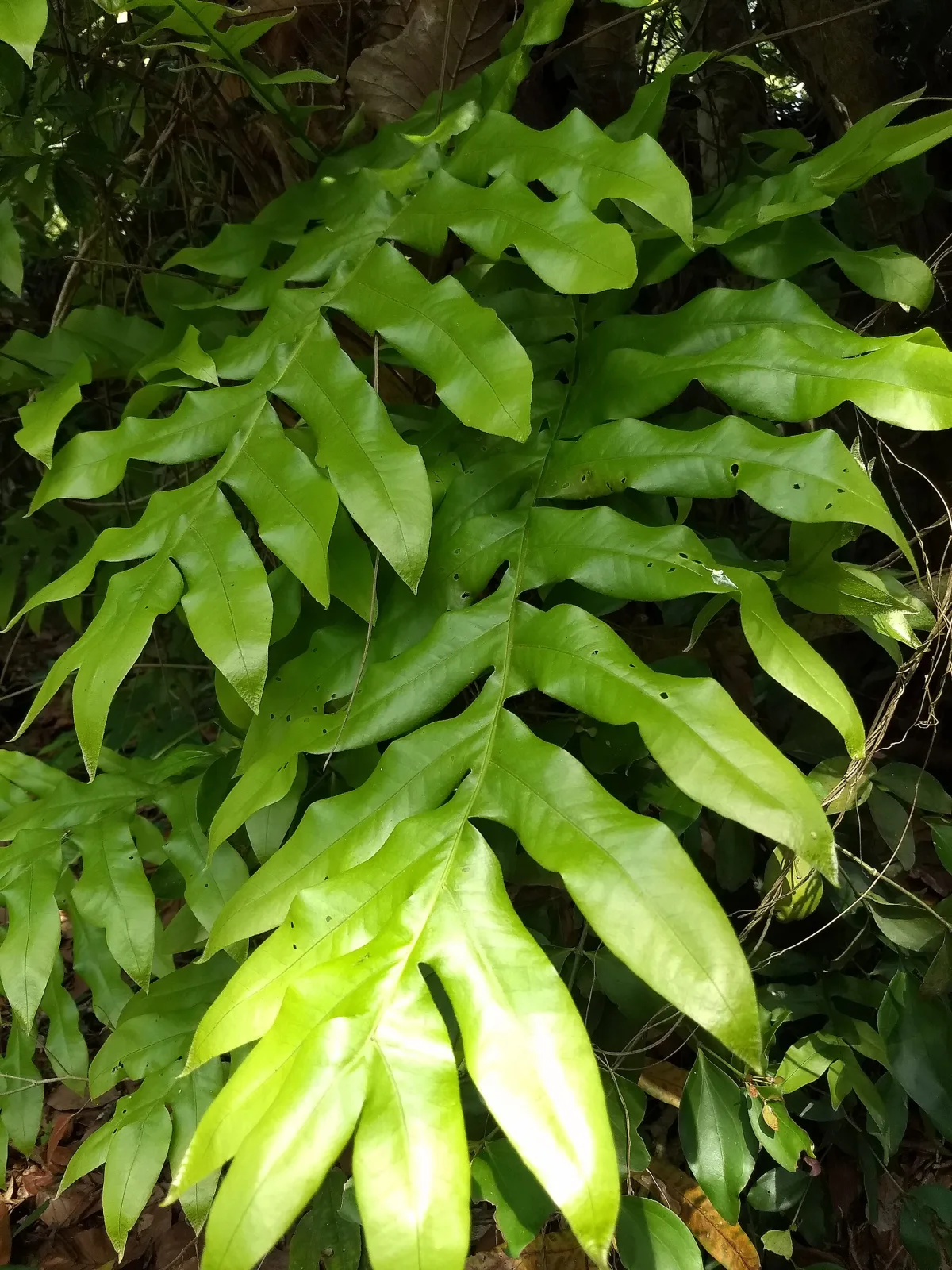 Drynaria quercifolia